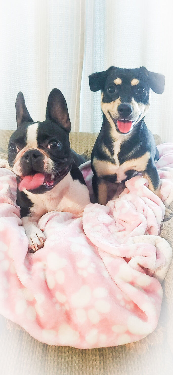 Ayvah (Frenchton Rescued From A Farm) And Ollie (Jackchi From An Oopsy Litter In The Wantad Digest)