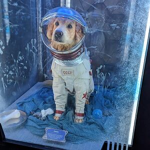 amandabancroft avatar