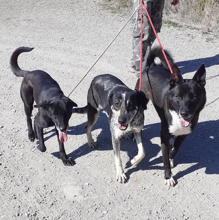 We Teach New Dogs, Using Old Tricks, At The Adana Dog Rescue Centre We Teach New Dogs, Using Old Tricks, At The Adana Dog Rescue Centre