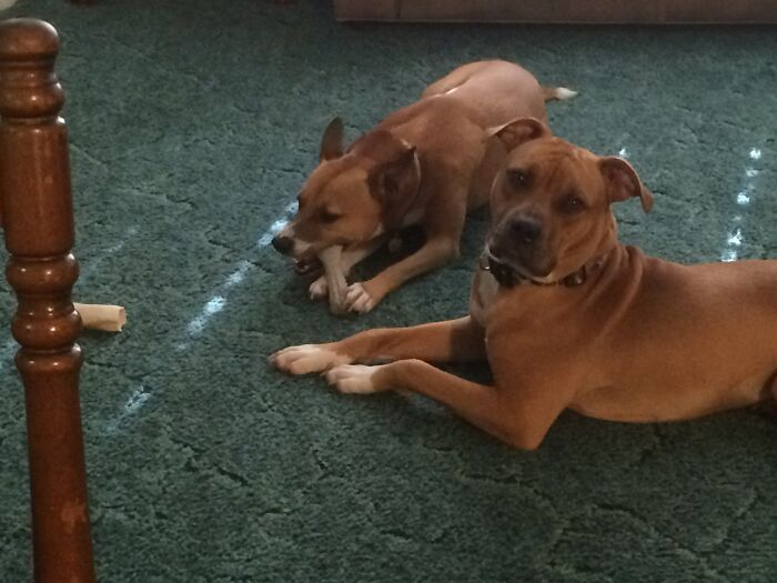 My Rescue “Kids”