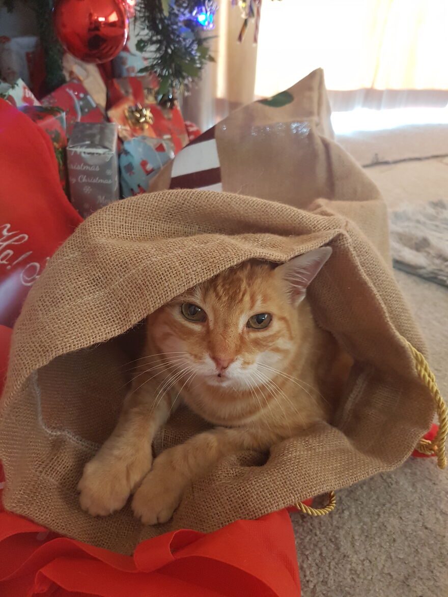 Pets Loving Christmas