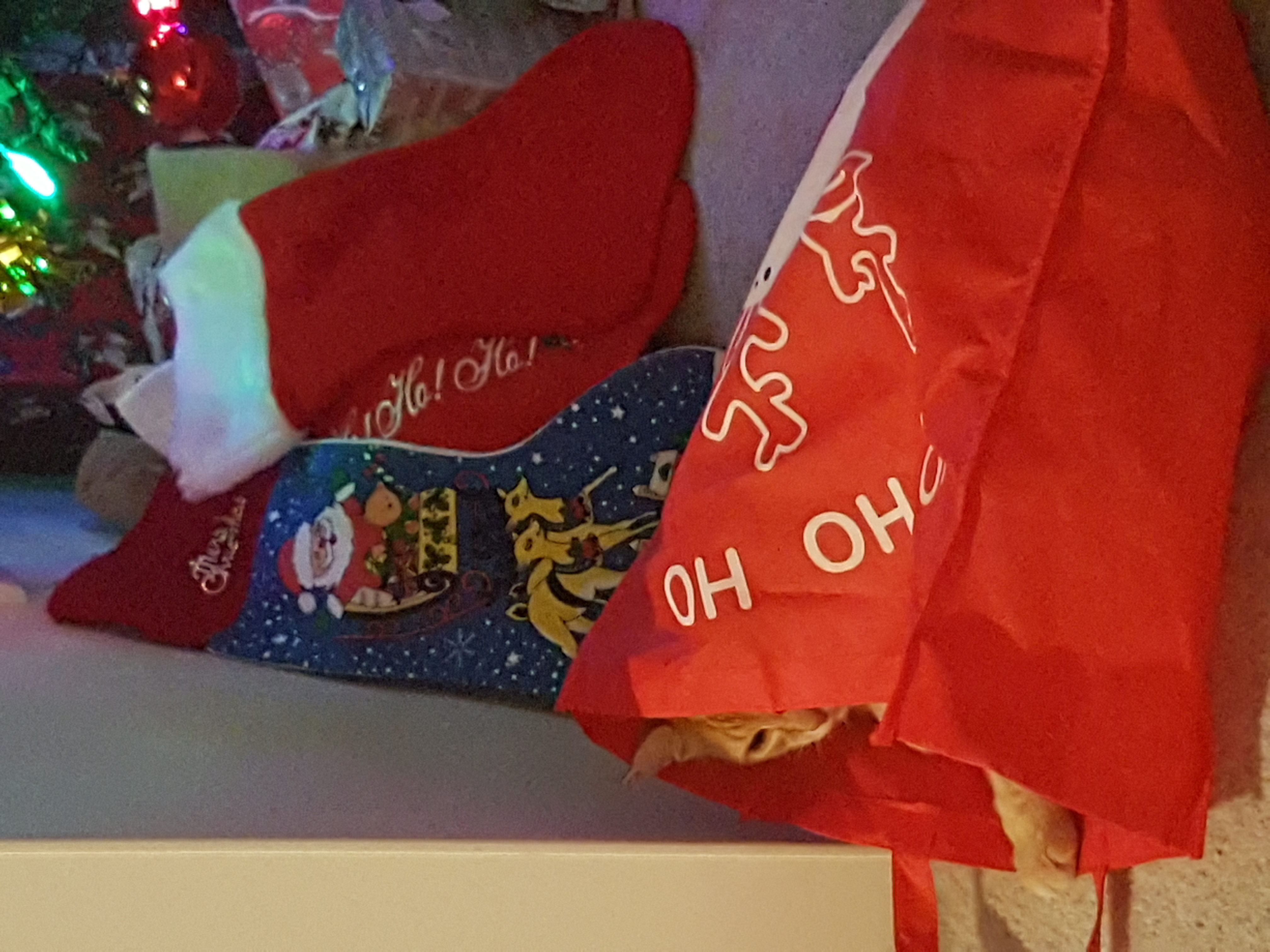 Pets Loving Christmas