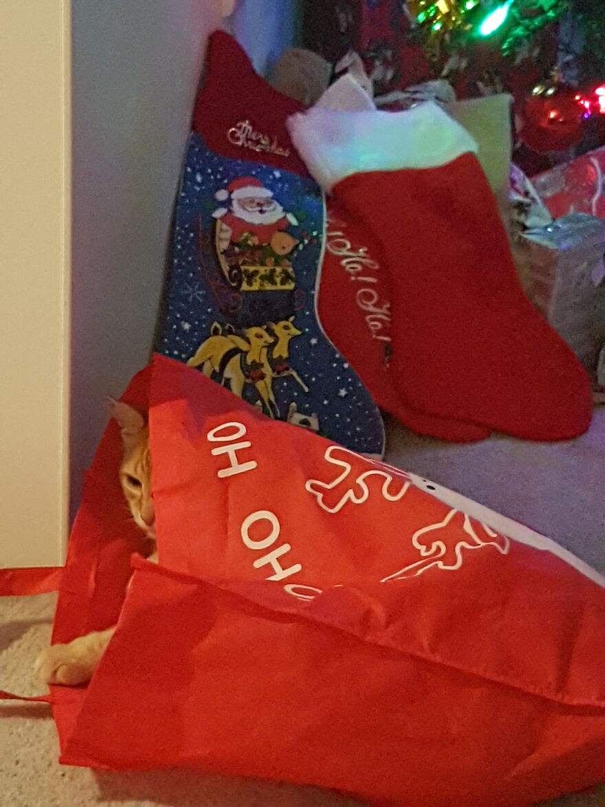 Pets Loving Christmas