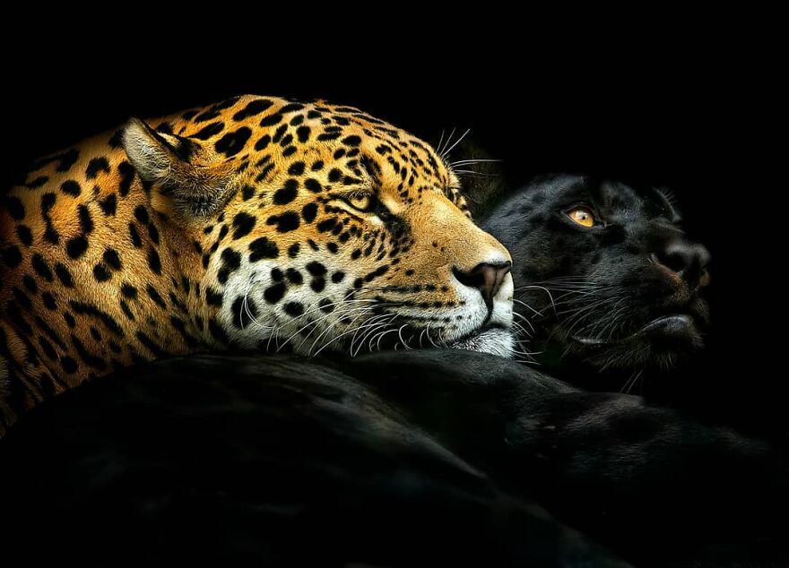 A Pair Of Amazonian Jaguars