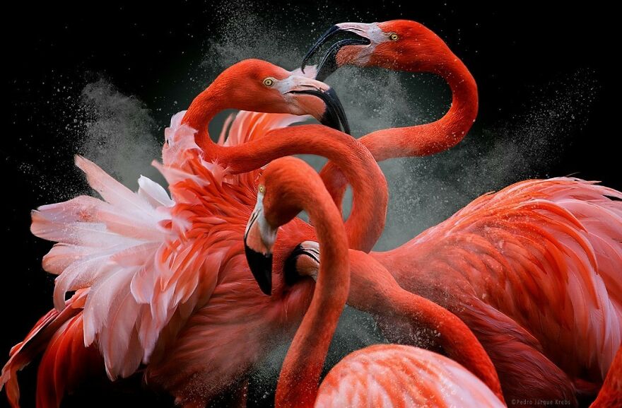A Battle Between Flamingos