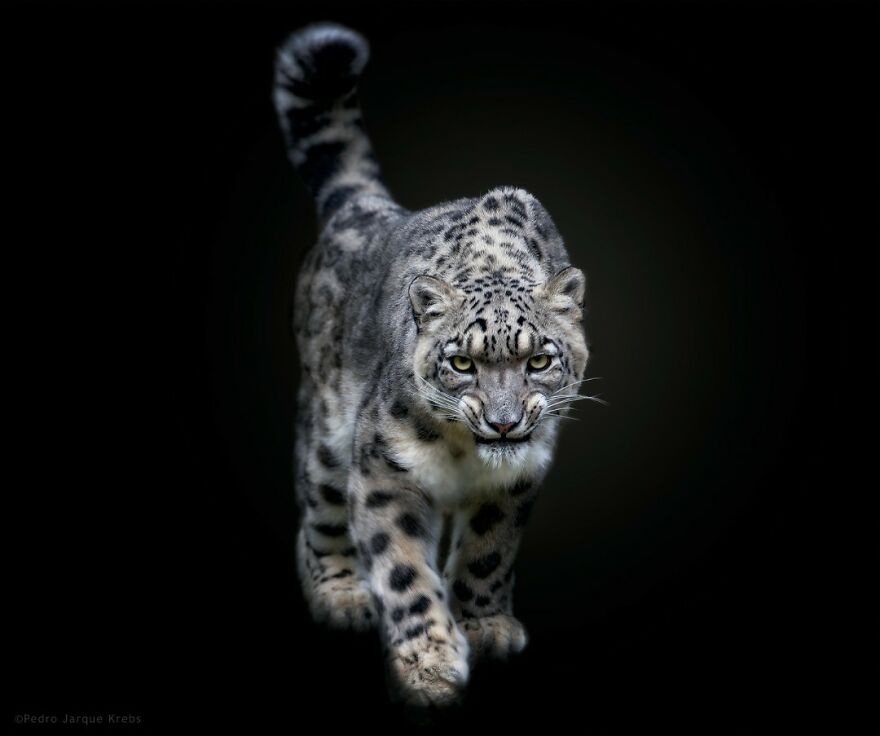 Snow Leopard