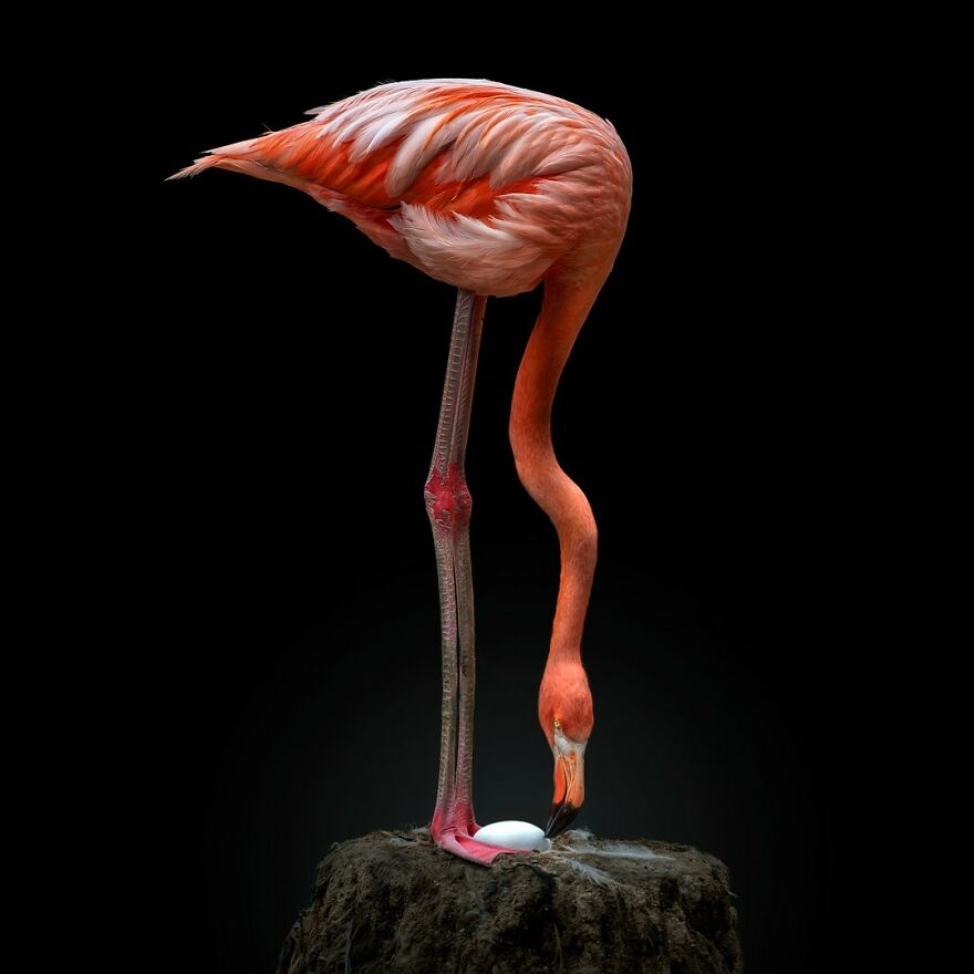 Flamingo Checking Its Egg During Incubation