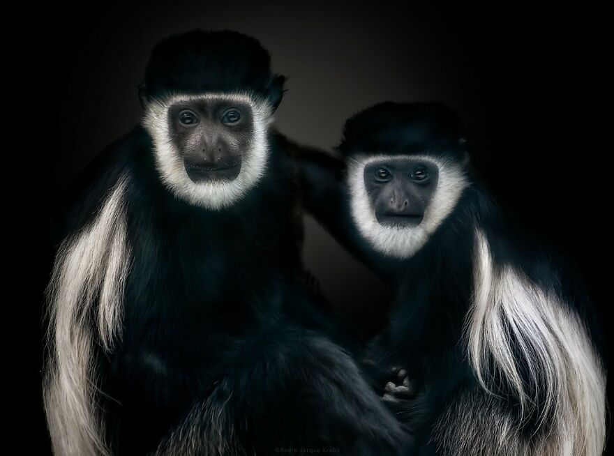 Mantled Guereza Or Eastern Black-And-White Colobus