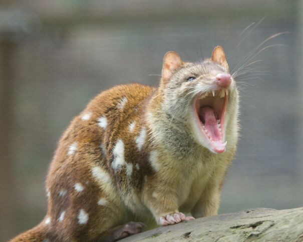 Quoll-snarling-810x648-1.jpg