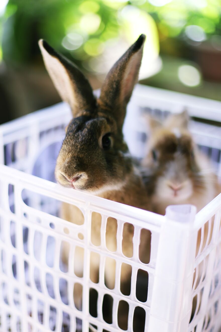 I Did A Photoshoot With Bunnies In Honor Of The Year 2023