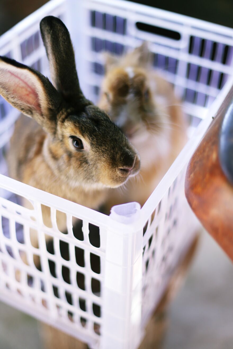 I Did A Photoshoot With Bunnies In Honor Of The Year 2023