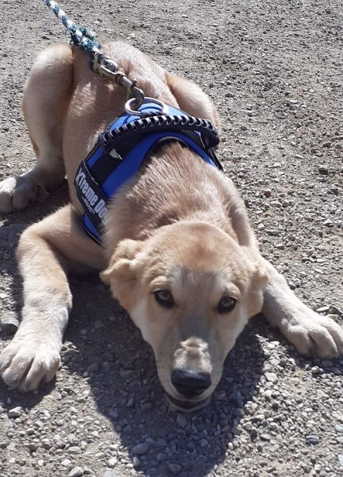 We Teach New Dogs, Using Old Tricks, At The Adana Dog Rescue Centre We Teach New Dogs, Using Old Tricks, At The Adana Dog Rescue Centre