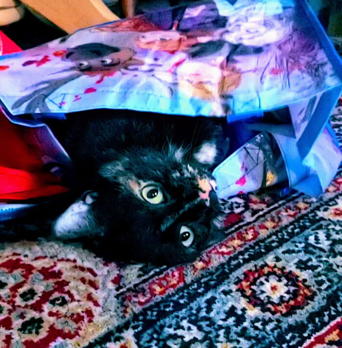 Cinder Lounging In Her Favorite Bag