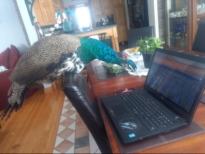 Griffon The Peacock - Abandoned By Mother, Hand Raised By Me, Enjoys Online School