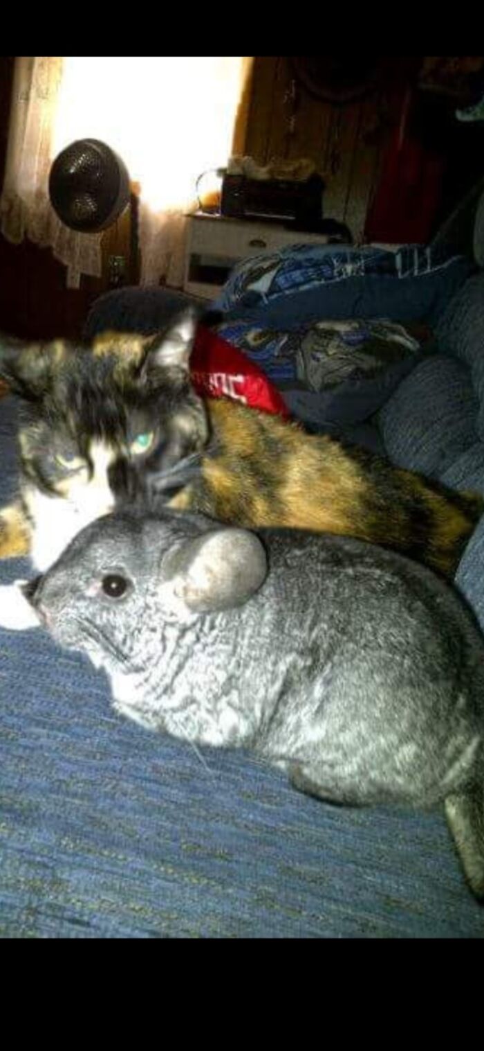 Our Cat Nef And Our Chinchilla Pikachu