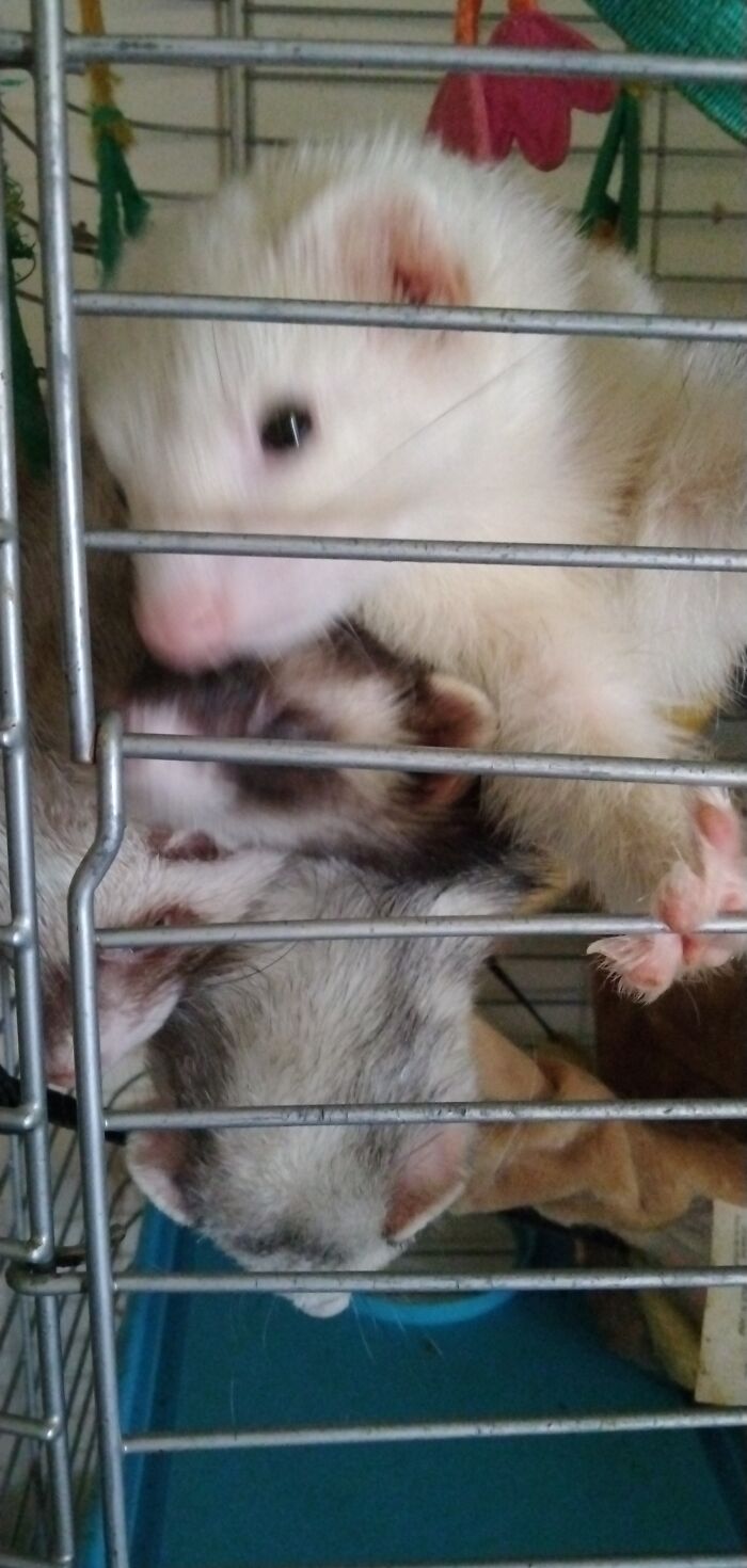 Four Of My Ferrets, Zero Just Couldn't Stay Still