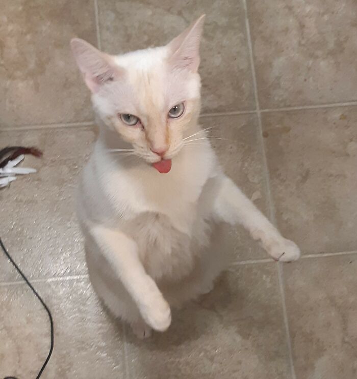 Sunny And His Zombie Impression