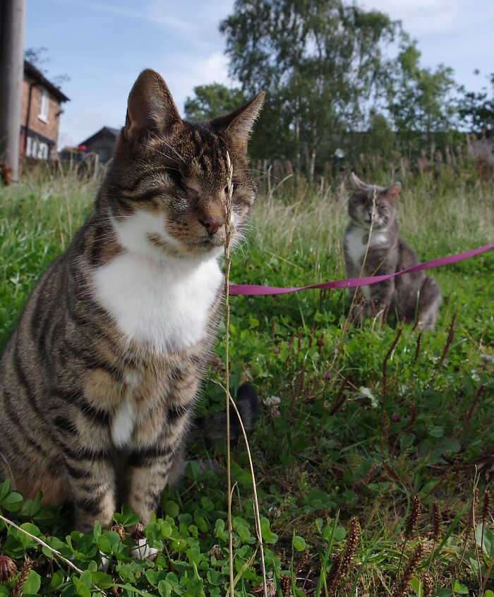 My Wife Adopted A Blind Cat That Was Rescued From The Streets Of Wrexham And This Is How Her Life Looks Now