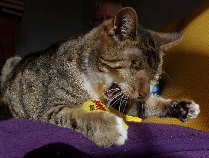 My Wife Adopted A Blind Cat That Was Rescued From The Streets Of Wrexham And This Is How Her Life Looks Now My Wife Adopted A Blind Cat That Was Rescued From The Streets Of Wrexham And This Is How Her Life Looks Now