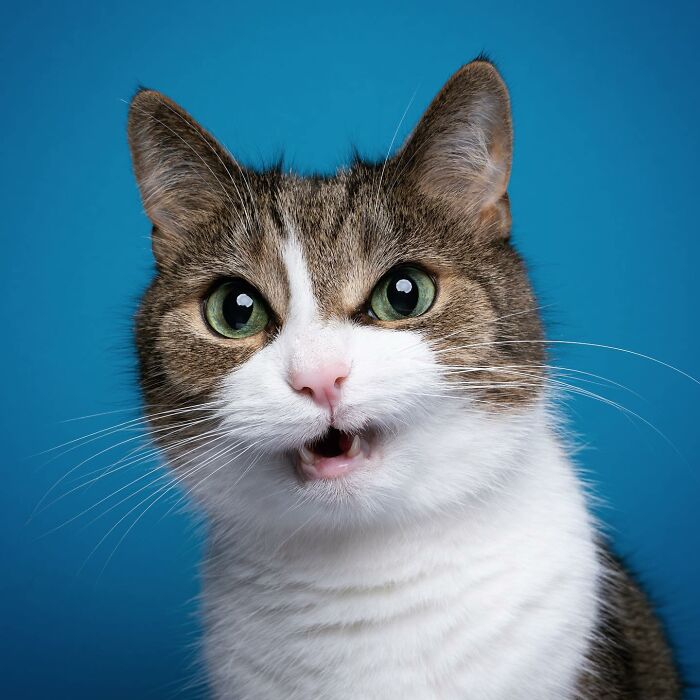 Fun Cat Pictures