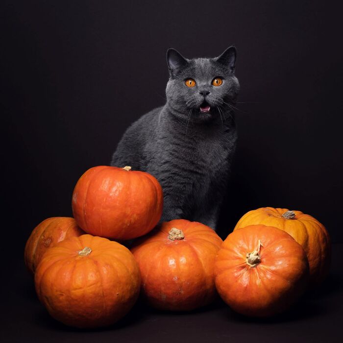 The Internet Is In Love With This Photographer Who Takes Amazing And Funny Pictures Of Cats (53 Pics)