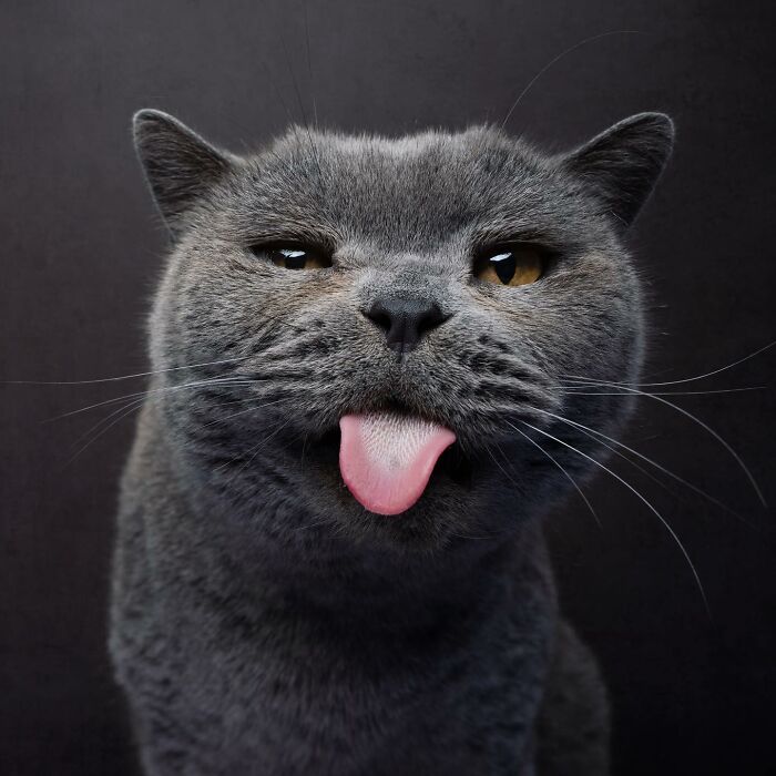 This Catographer Takes Funny Pictures Of Cats That Might Make You This Catographer Takes Funny Pictures Of Cats That Might Make You