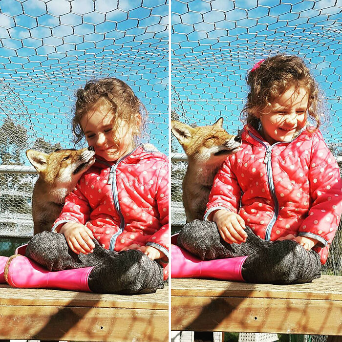A Family-Run Farm Adopted A Rescue Fox That Has Formed An Inseparable Bond With An 11-Year-Old Girl