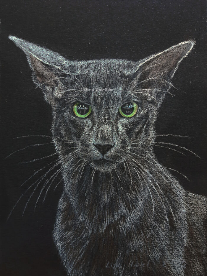 "The Caturdays Project": 25 Cat Drawings I Made In 2022 "The Caturdays Project": 25 Cat Drawings I Made In 2022