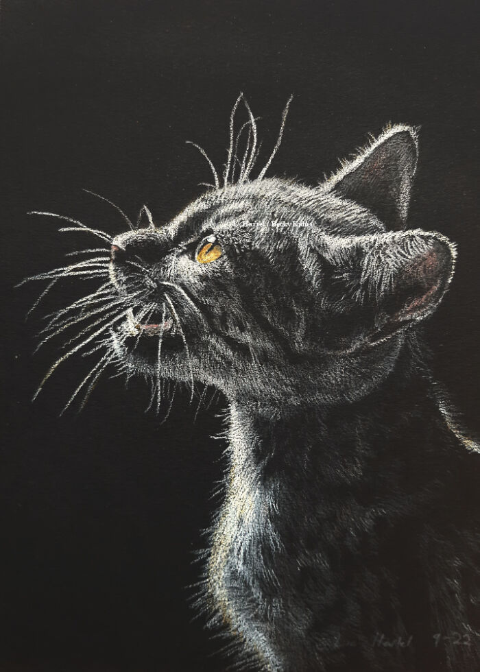 "The Caturdays Project": 25 Cat Drawings I Made In 2022 "The Caturdays Project": 25 Cat Drawings I Made In 2022