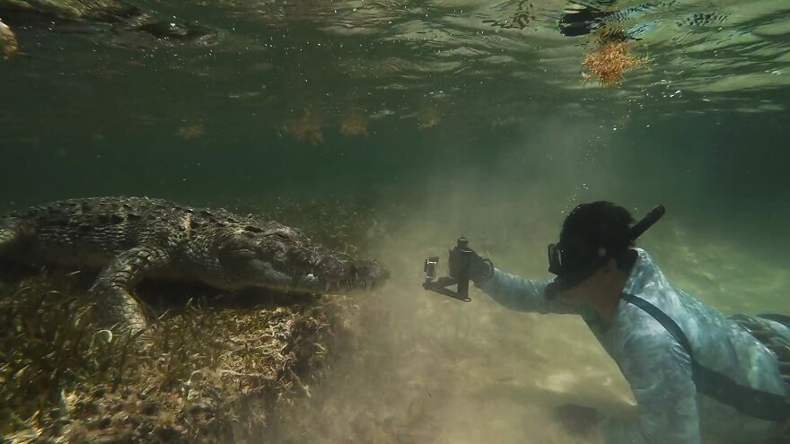 Underwater Videographer Gets Up Close With Apex Predators