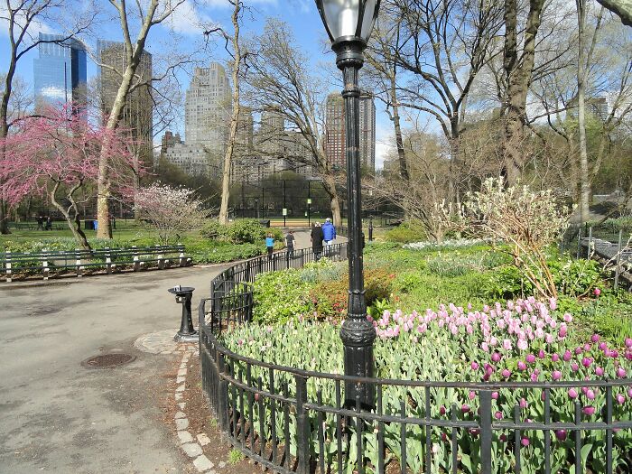 Blossoming flowers and trees in a park in New York 