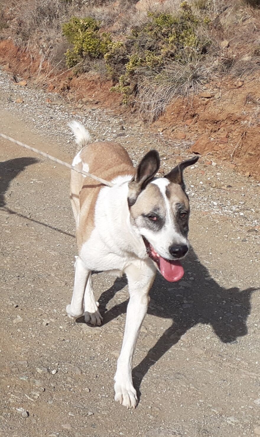 We Took 140 Dogs For A Walk During Christmas At The Adana Dog Rescue Center