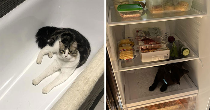 «Esta es mi casa, pero ese no es mi gato»: 30 fotos que te encantarán si te gustaría que apareciera un gato desconocido en tu casa