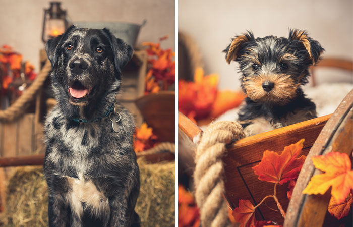 I Am A Professional Pet Photographer, And These Are The Best Shots I Took (25 Pics)