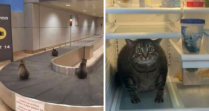 50 Hilarious And Bizarre Pics Of Animals “Where They Shouldn’t Be”