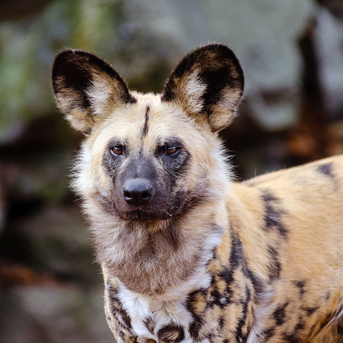 African Wild Dog