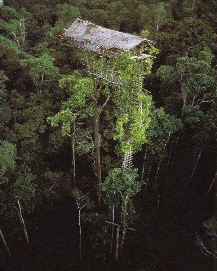 Casa indígena abandonada en un árbol de Papúa Nueva Guinea