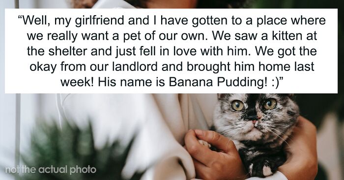 Woman Thinks It’s Unfair She Has To Tiptoe Around Roommate’s Cat’s “Asocial” Needs, Starts A Feud After Adopting Her Own Kitten