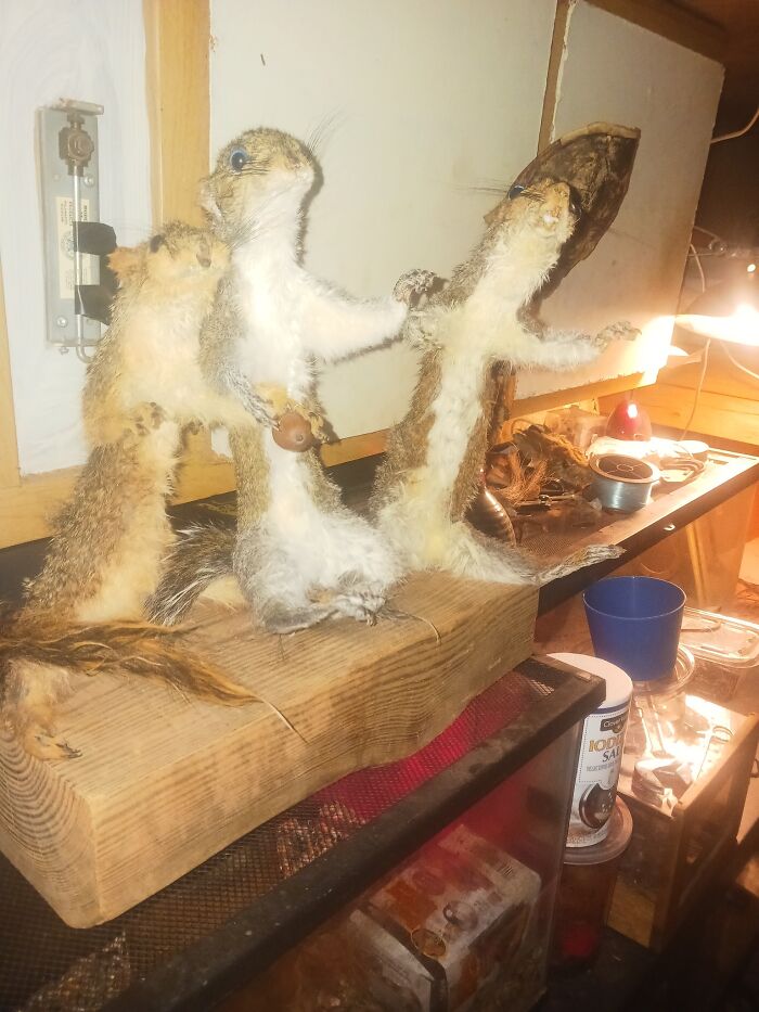 Bad Taxidermy Squirrels I Just Finished