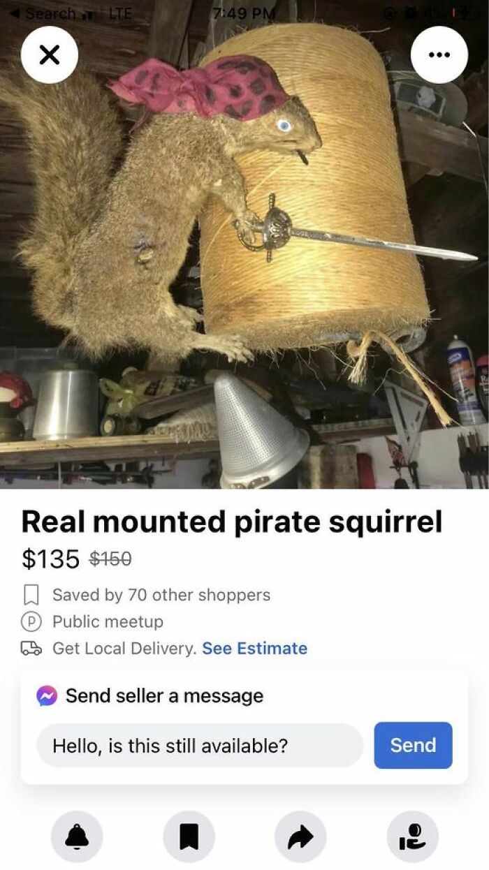Real Mounted Pirate Squirrel
