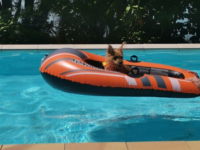 A Doggo In A Boat. She Hates Water, But Loves To Ride!