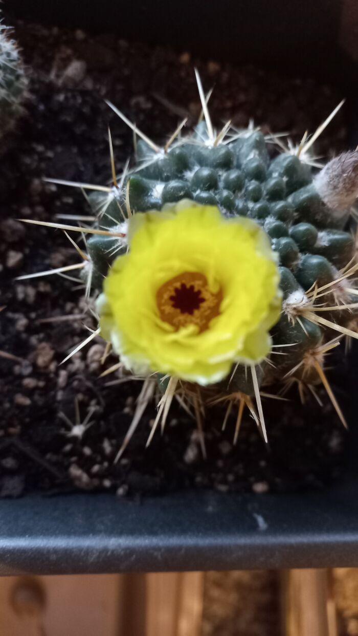 First Time This Cacti Has Flowered