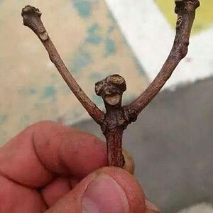 iamwhatiam_ad avatar