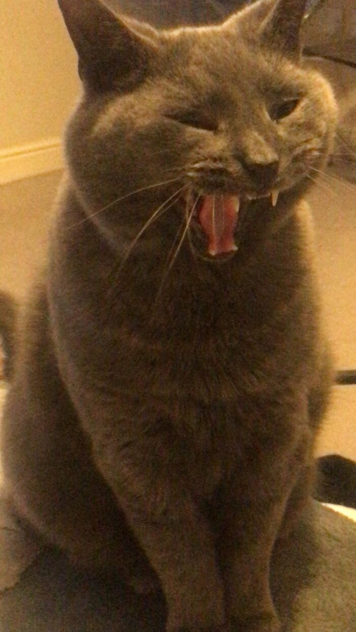 Mid Yawn And Cute