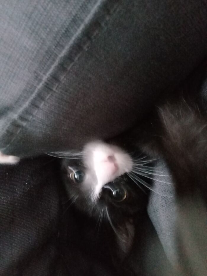 This Is Pixie, She Recently Discovered What Its Like Behind The Couch Cushons