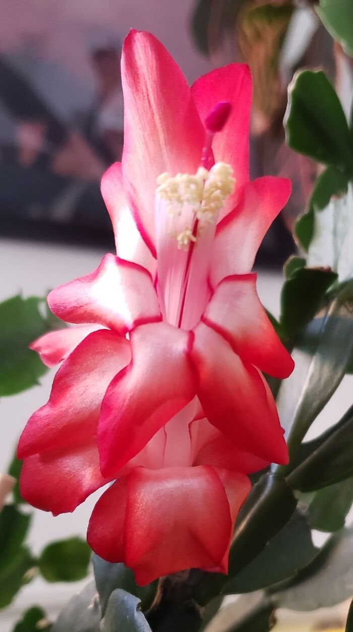 Our 100 Year Old Christmas Cactus In Bloom