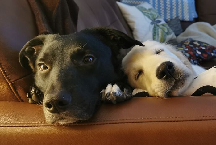 Bala (Lab/Collie Aged 5)- "I Was Comfy Here Until