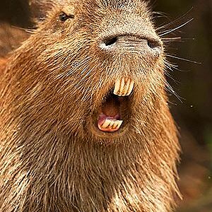 Confused Capybara