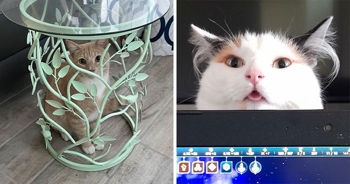 50 Cats Who Are Just Too Derpy For Their Own Good (New Pics)