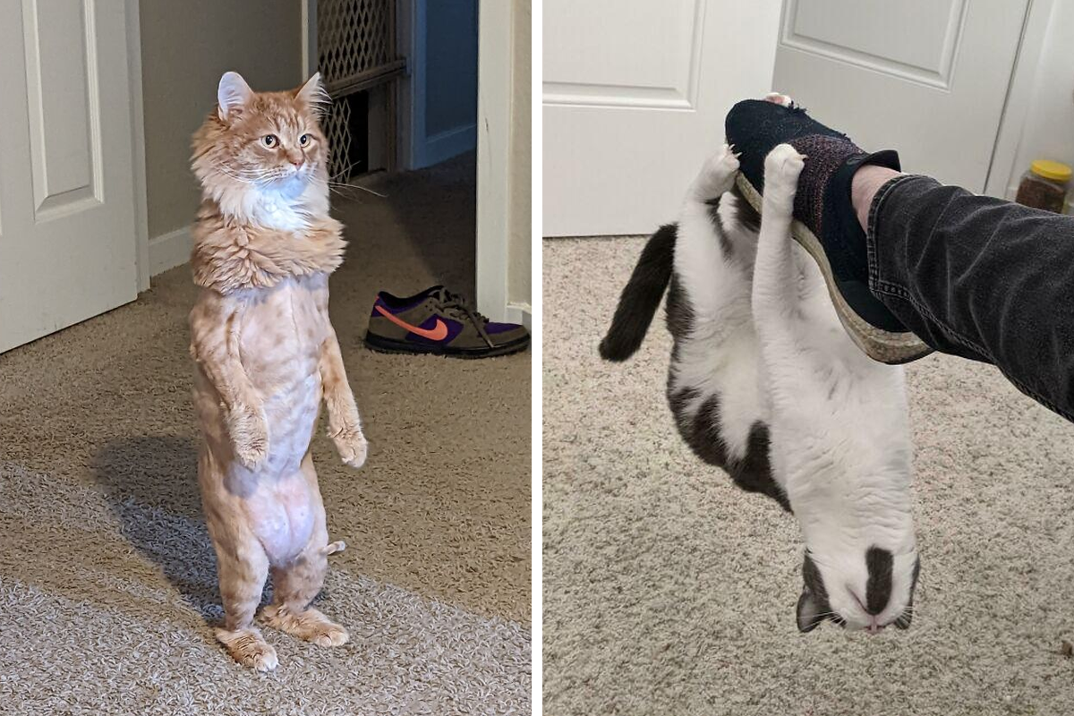 50 Times Cats Did Such Hilarious And Weird Things, Their Owners